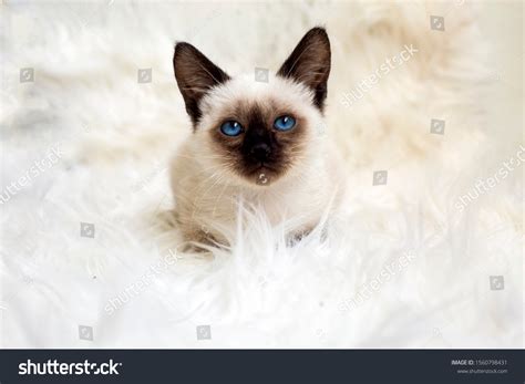 Cute Baby Siamese Cat Indoor Stock Photo 1560798431 | Shutterstock