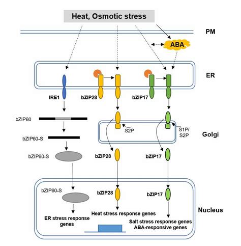 Analysis Of Plant Endoplasmic Reticulum Involved In Biotic And Abiotic