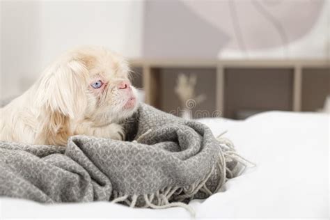 Cute Pekingese Dog Wrapped In Blanket On Bed Indoors Space For Text