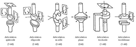 4 Sch Matisation Des Diff Rents Types D Articulations Du Membre