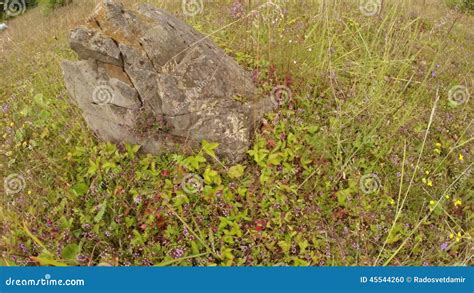 Fresa Salvaje Que Oculta En La Hierba Alta Cerca De La Piedra Metrajes