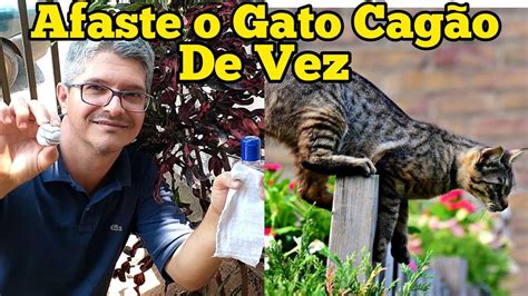 Como Afastar Gato Do Jardim De Sua Casa De Vez Gatos Pets All About