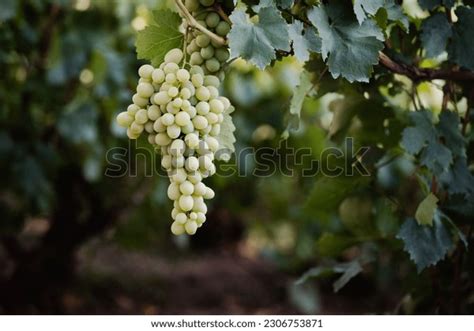 White Grape Vine: Over 219,385 Royalty-Free Licensable Stock Photos ...