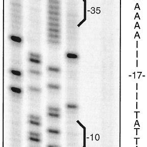 S Nuclease Mapping S And Primer Extension Pe Anal Ysis Of Cbpa