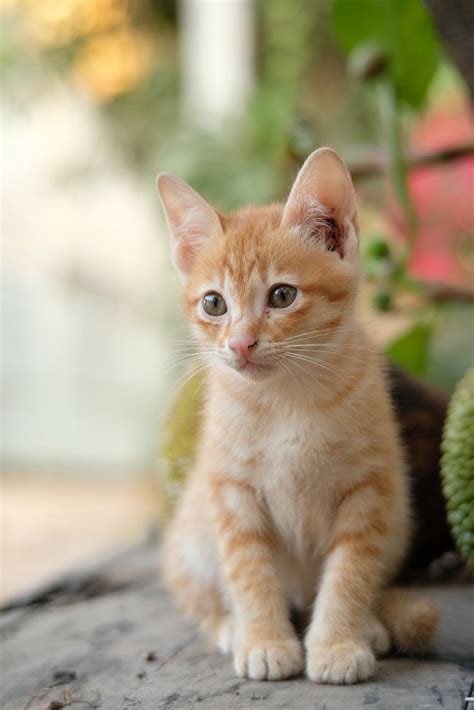 Chat ventre gonflé et constipation symptômes causes et traitements