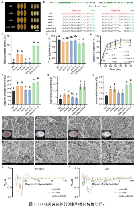 Pnas Pbj—我室刘巧泉教授团队在创制高抗性淀粉含量、慢消化速率水稻营养健康新种质方面取得重要进展 植物功能基因组学教育部重点实验室