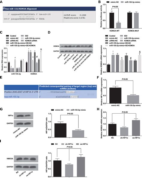 miR 155 3p binds with KDM3A and targets HIF1α HIF1α regulates KDM3A