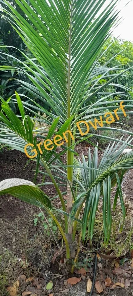 Full Sun Exposure Well Drained Green Dwarf Coconut Plant For Fruits At