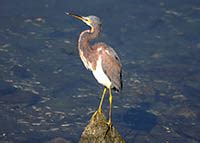 Birds Of Orange County California