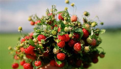 Земляника: её польза для организма