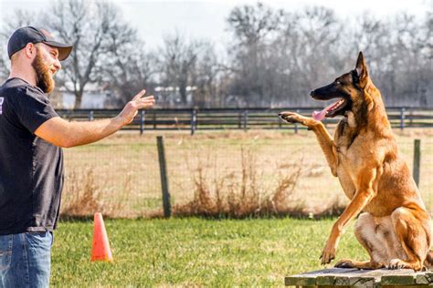 Dog Training East Texas at Julius Scudder blog