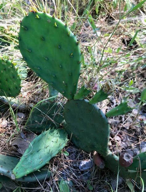 Arkansas Natural Heritage Commission - Eastern prickly-pear (Opuntia