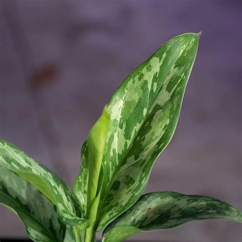 Aglaonema 'Green Lady' - Gabriella Plants