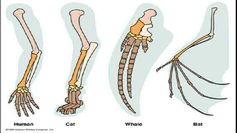 Contoh Homologi Dan Analogi Pada Makhluk Hidup