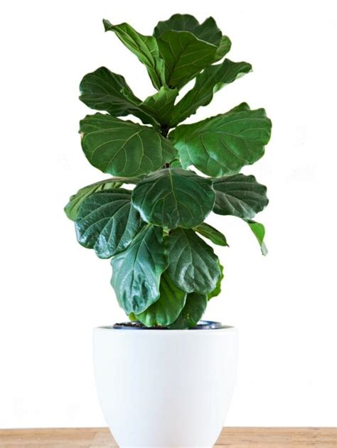 Best House Plants For Your Zodiac Sign