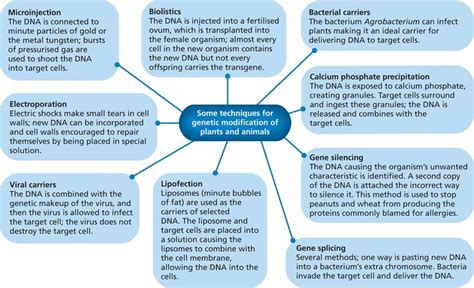 Genetic Modification - Food Product Development