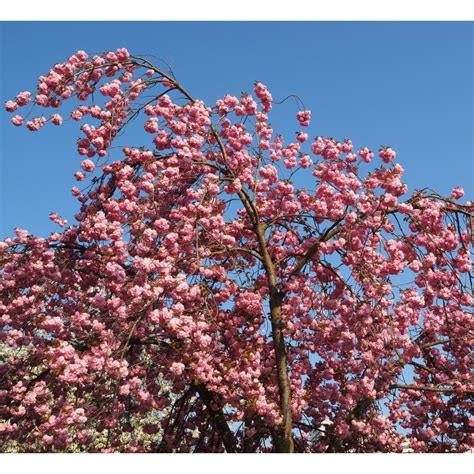 Prunus Serrulata Kiku Shidare Zakura Tige Pot De Litres