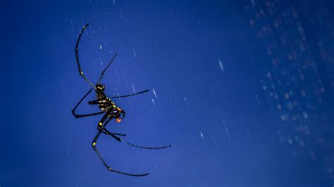 Video shows 'raining spiders' in Brazil thanks to freak phenomenon - Heart