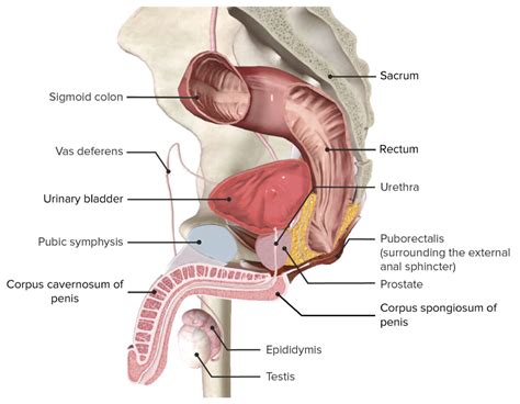 Trato Urinário Anatomia Concise Medical Knowledge