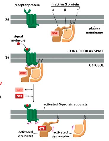 Signal Transduction II Flashcards Quizlet