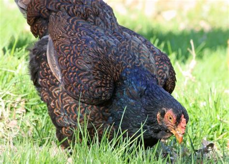 Top 7 Largest Chicken Breeds Also Laying Largest Eggs