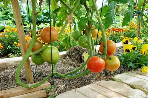 Are Roma Tomatoes Determinate Or Indeterminate Determining The Answer