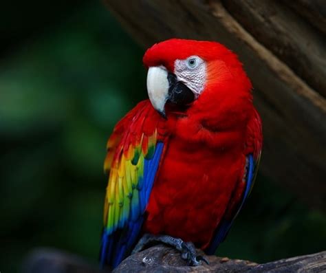 Liberarán 500 Guacamayas Rojas En Veracruz José Cárdenas