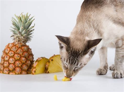 Os gatos podem comer abacaxi Quais frutas não deve dar ao gatos Veja