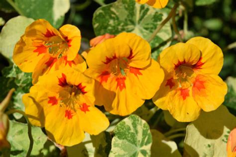 Nasturtium Whirlybird Mix