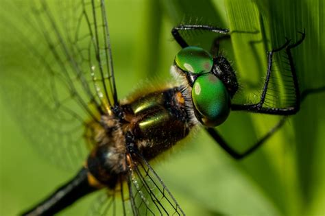 Premium Photo | Closeup of a dragonfly's eyes