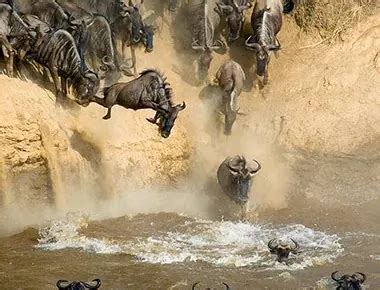 Best Time To See The Wildebeest Migration River Crossing Jaynevy Tours