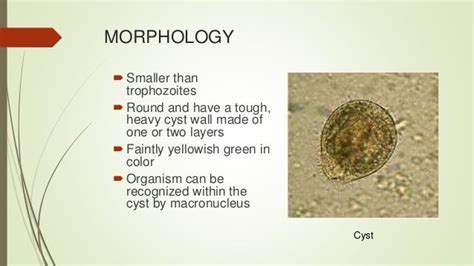 Balantidium Coli Cyst Label