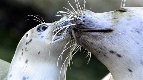 Adorable Photos of Animal Parents and Their Babies | The Weather Channel