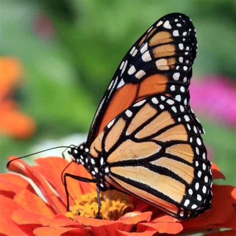 25 Colorful Butterflies Most Colorful Butterfly Species In The World