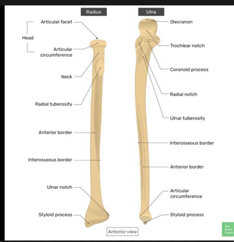 Anatomy Lecture Arm And Elbow Flashcards Quizlet