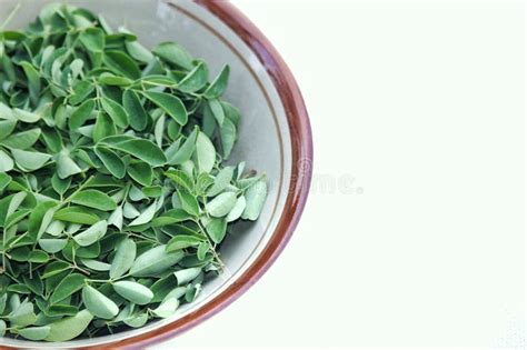 Moringa Leaves, a Plant with Many Health Benefits Stock Image - Image ...