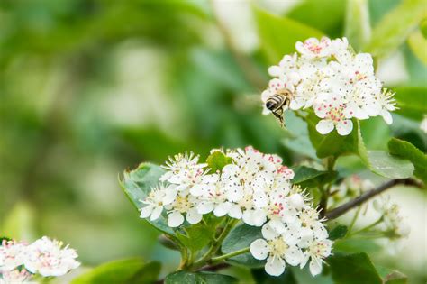 X Wallpaper White Petaled Flower Peakpx