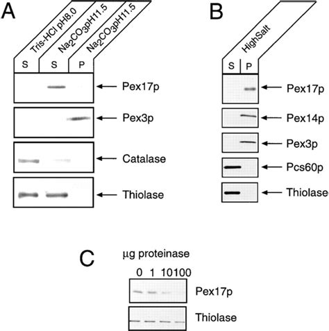 Pex17p is a peripheral peroxisomal membrane protein. (A) To separate ... 