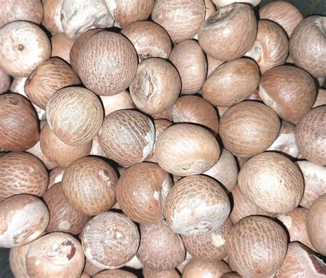 Areca Nut Wholesale Price Mandi Rate For Arecanut Seeds In India