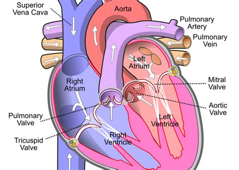 12+ Heart Diagram And Labels | Robhosking Diagram