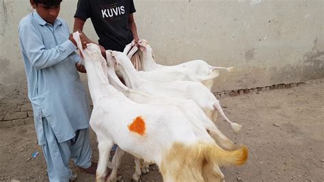 Gulabi Bakriyan Your Rajanpuri Bakriyan Goat Farming Bakri