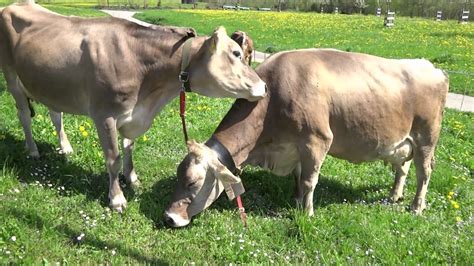 Cows Grooming Youtube