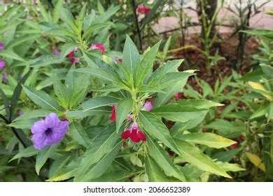 97 Impatiens Balsamina Linn Images Stock Photos Vectors Shutterstock