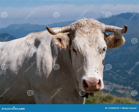 A Cow In The Pyr N Es France Une Vache Dans Les Pyr N Es Stock