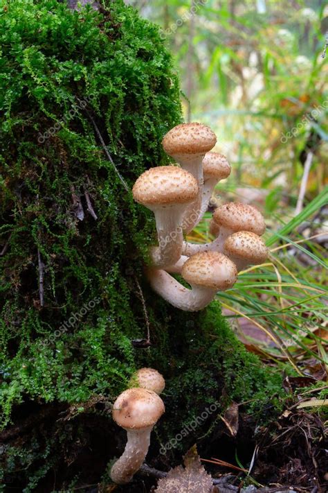 Un Ramo De Peque Os Hongos Oto Ales En Un Tronco De Rbol En El Bosque