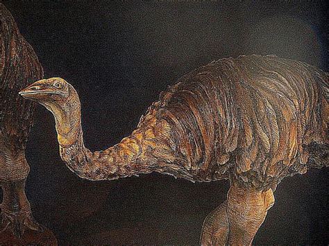 10 Facts About the Elephant Bird