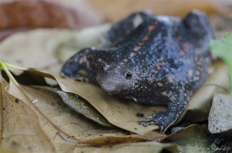 Mexican Burrowing Toad Rhinophrynus Dorsalis Flickr