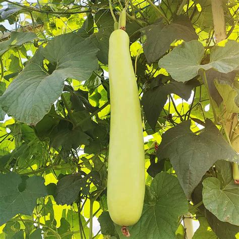 Bottle Gourd Lauki Long Seeds Pack Of 10 Seeds Affordable