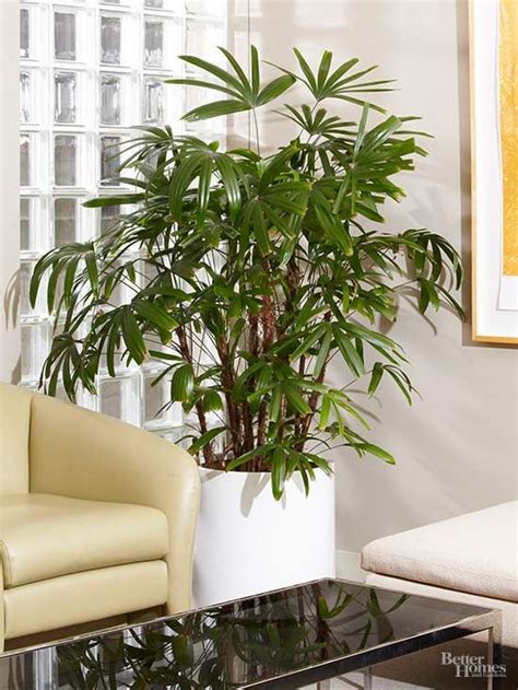 Indoor Trees That Spruce Up Any Space Árboles De Interior Plantas Altas De Interior Palmeras