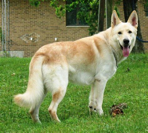 Black And Cream German Shepherd Puppies